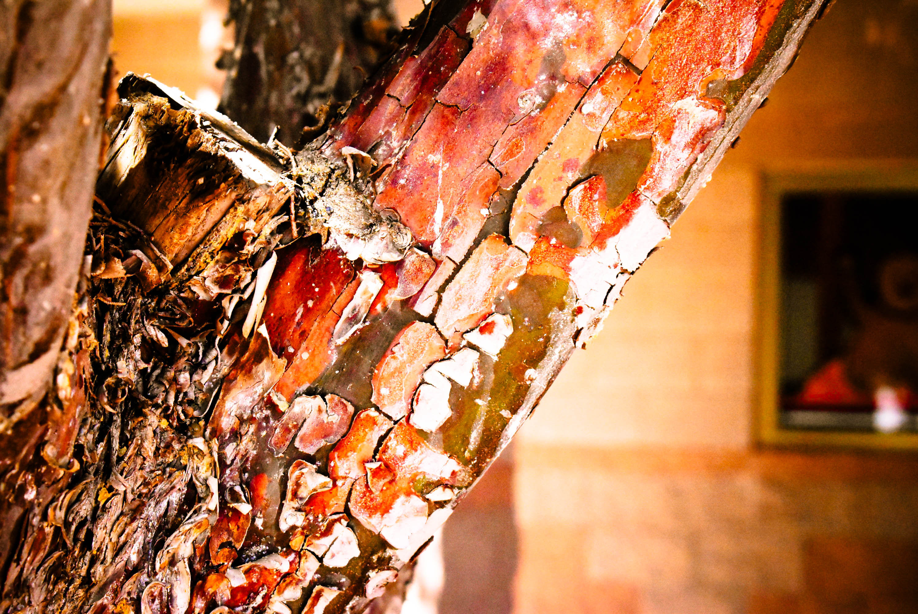 this is a close up shot of a red and orange tree bark with brick as part of the back wall